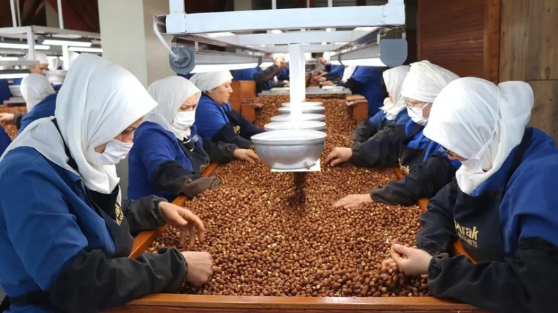 吉雷松和奥尔杜的女性员工对榛子出口的贡献最大